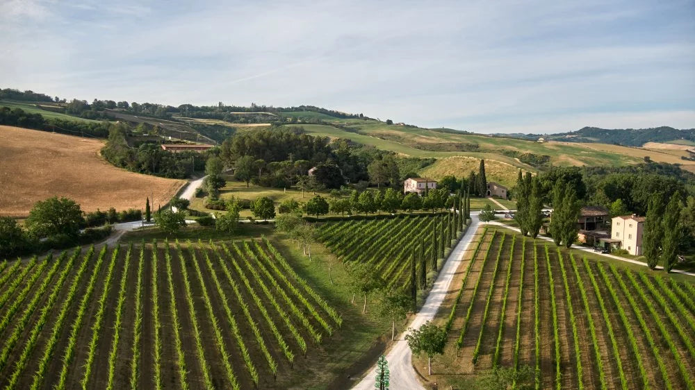 Tenuta Santi Giacomo e Filippo - Le Annate Marche Tenuta Santi Giacomo e Filippo