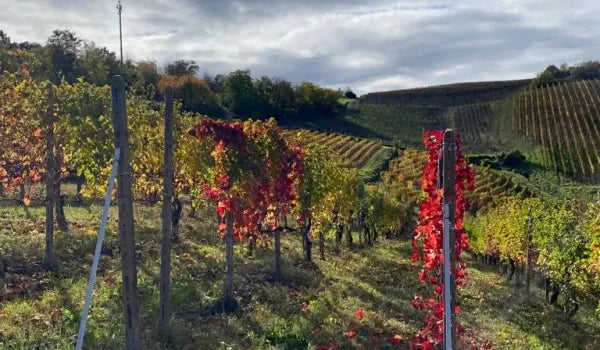 Arcadia Conte Vistarino - I vini dell'Oltrepò Lombardia Conte Vistarino