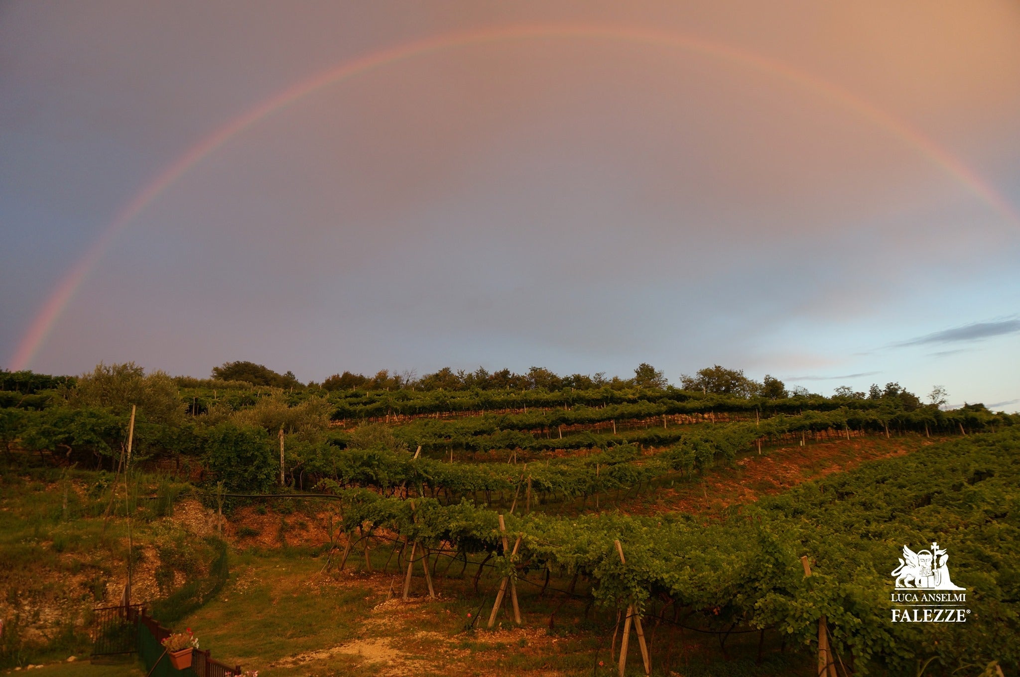 Falezze - Degustazione di Amarone Veneto Falezze