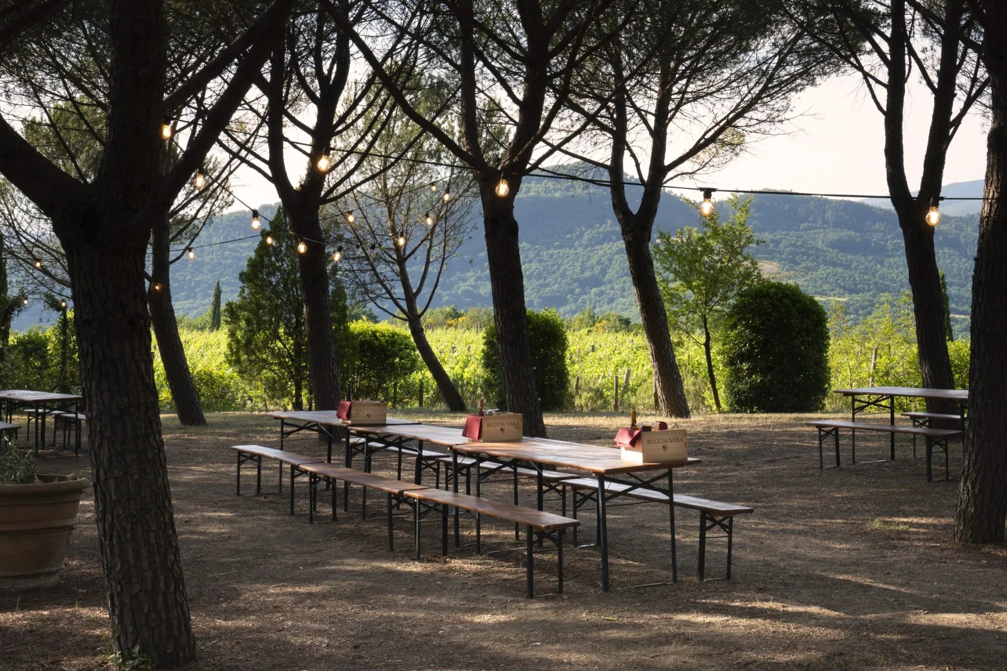 Buccia Nera - Pic Nic Toscana Buccia Nera