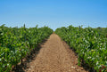 Baglio Ingardia - FULL WINE TASTING 6 VINI Sicilia Baglio Ingardia