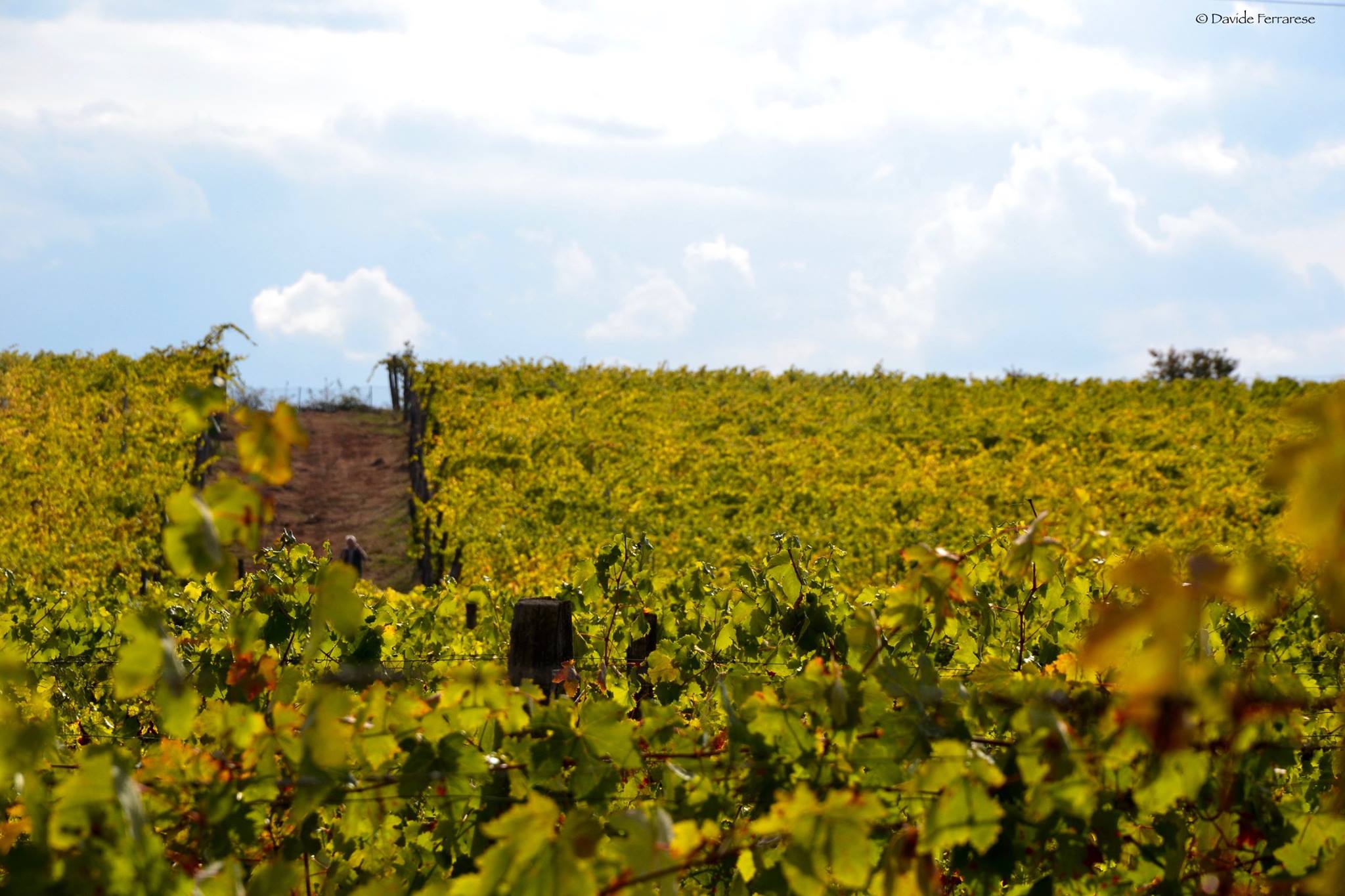 Castello di Tassarolo - Degustazione 5 vini "Il Completo" Piemonte Castello di Tassarolo