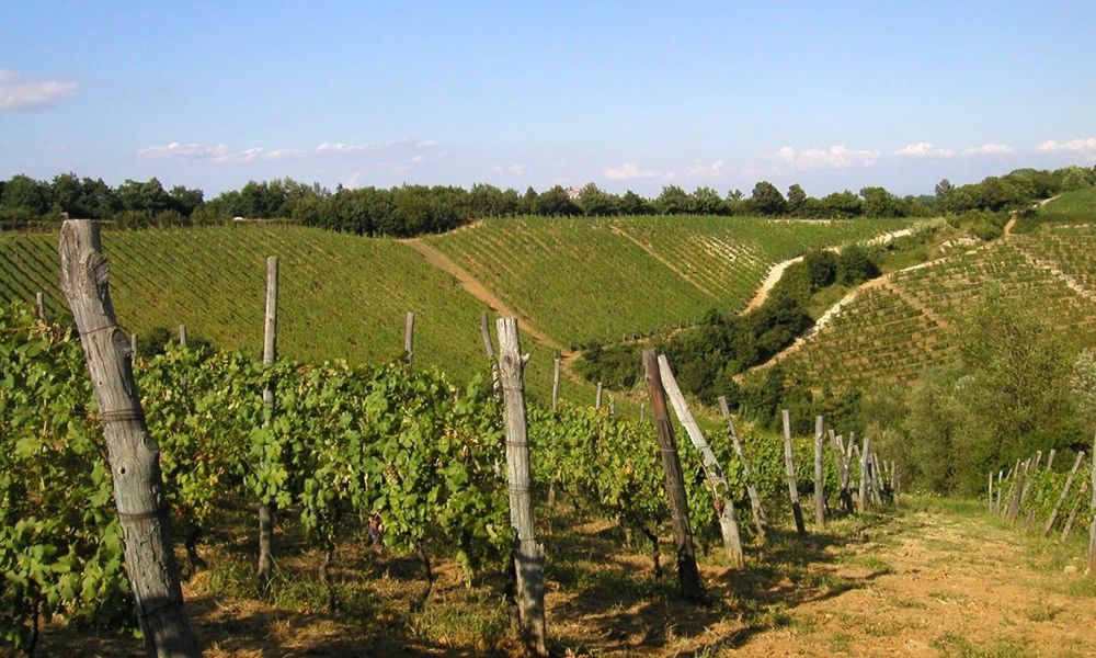 Scarpa Winery - Le Langhe secondo Scarpa Piemonte Scarpa