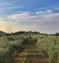 Macchiabuia - Cena e Degustazione 5 portate Toscana Macchiabuia
