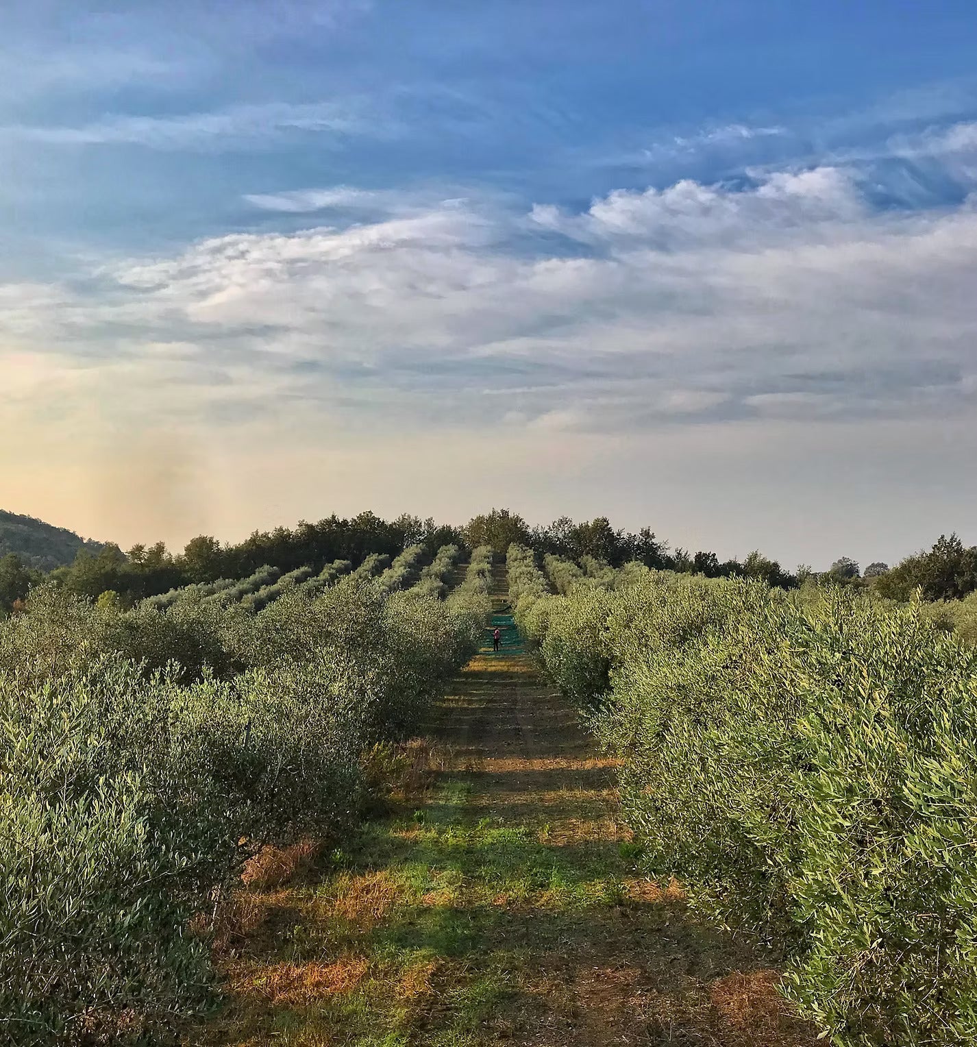 Macchiabuia - Cena e Degustazione 5 portate Toscana Macchiabuia