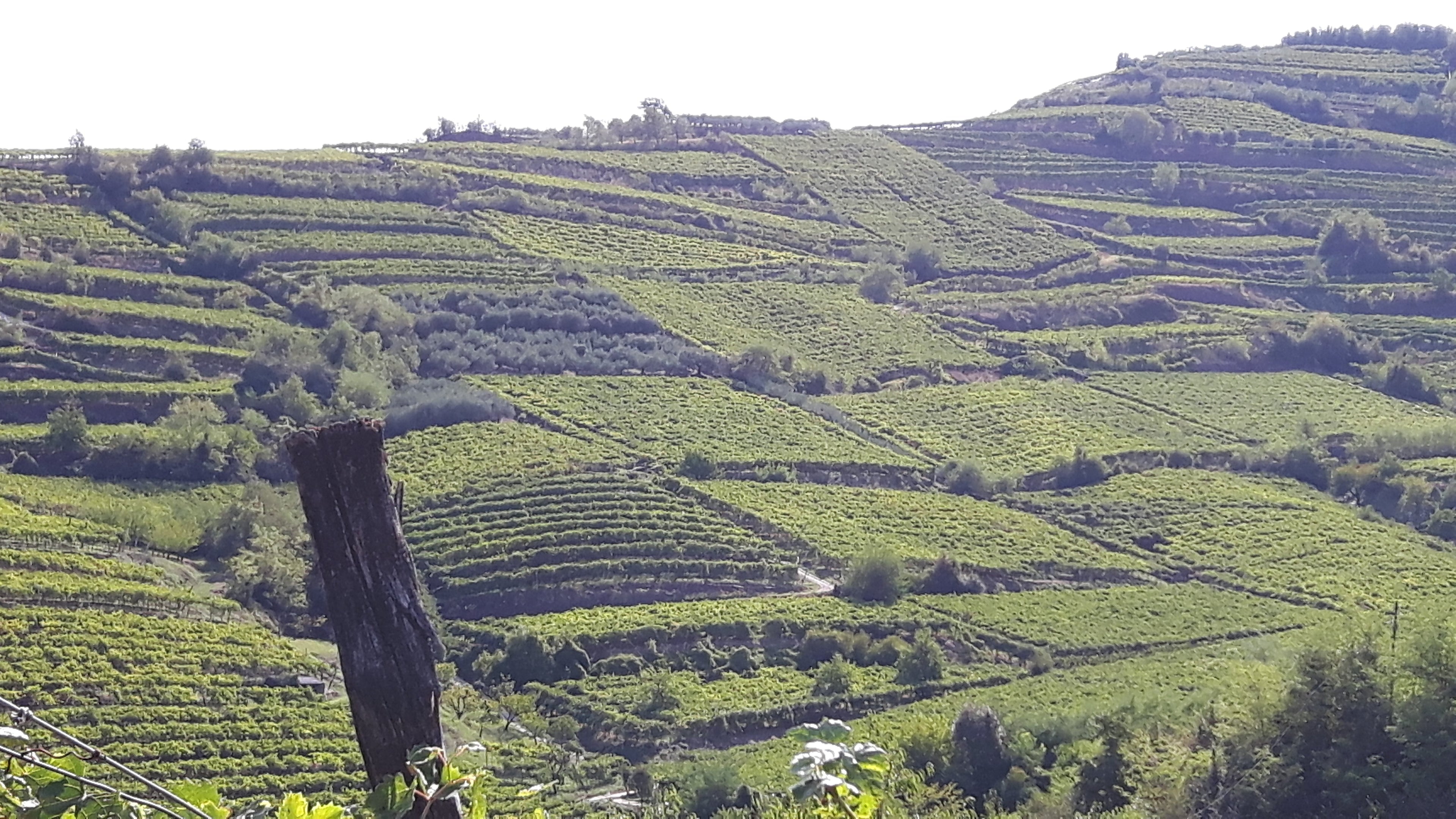 Azienda Agricola Casarotto - Degustazione Base Veneto Azienda Agricola Casarotto