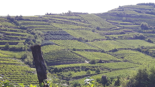 Azienda Agricola Casarotto - Degustazione Super Veneto Azienda Agricola Casarotto