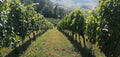 La Bandina - VIP Experience Tasting Emilia Romagna La Bandina