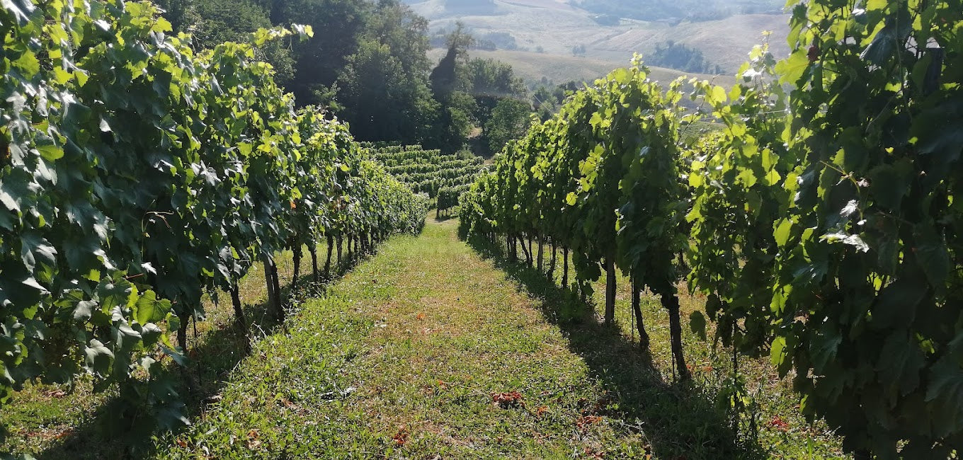 La Bandina - VIP Experience Tasting Emilia Romagna La Bandina
