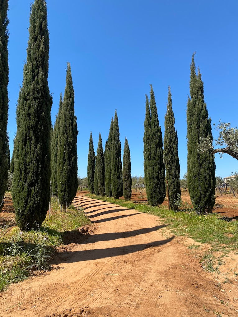 Augustali - Pranzo tipico e visita in cantina Sicilia Augustali