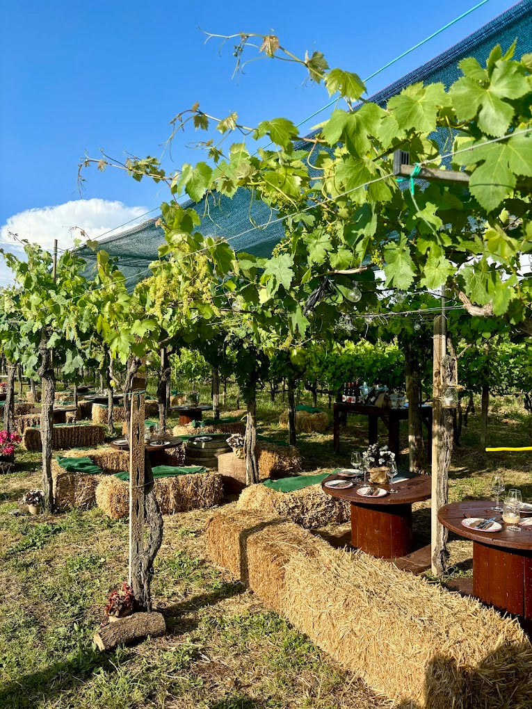 Cantina Costantini - Degustazione Prestige Lazio Cantina Costantini