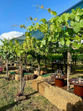 Cantina Costantini - Degustazione Prestige Lazio Cantina Costantini