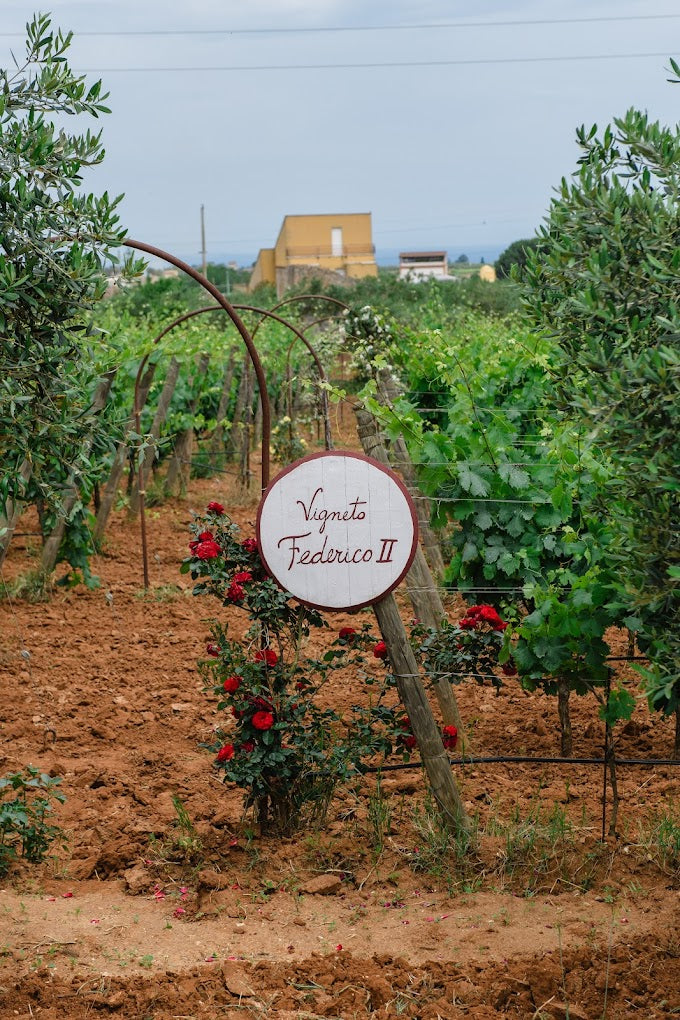 Augustali - Pranzo tipico e visita in cantina Sicilia Augustali