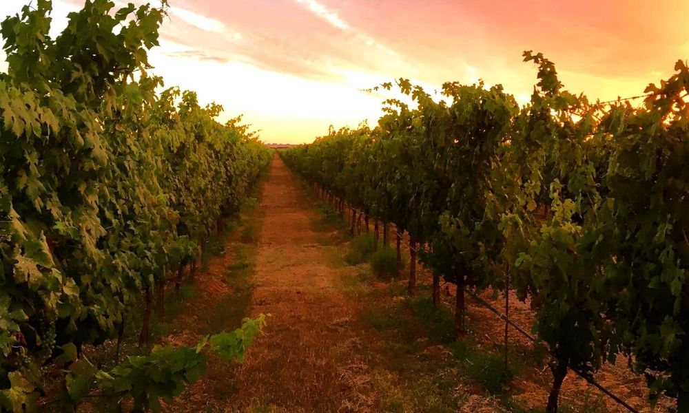 Casale del Giglio - Degustazione vino Classica Lazio Casale del Giglio