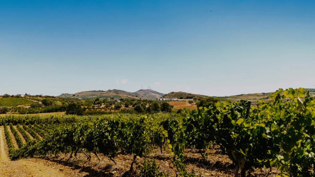 Az.Vitivinicola Tola - Degustazione premium Sicilia Az.Vitivinicola Tola