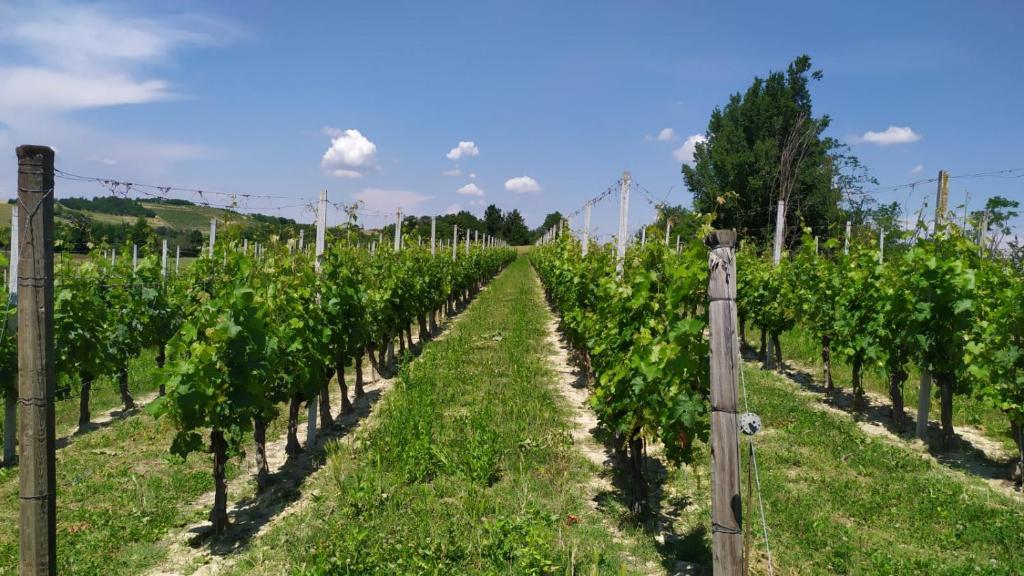 La Mondianese - I nostri Classici Piemonte La Mondianese