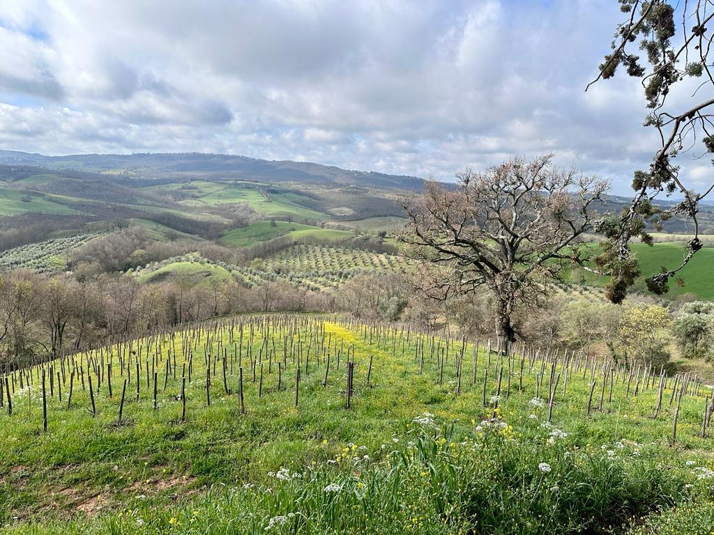 Fattoria La Maliosa - Picnic in vigna sotto la Grande Quercia Toscana Fattoria La Maliosa