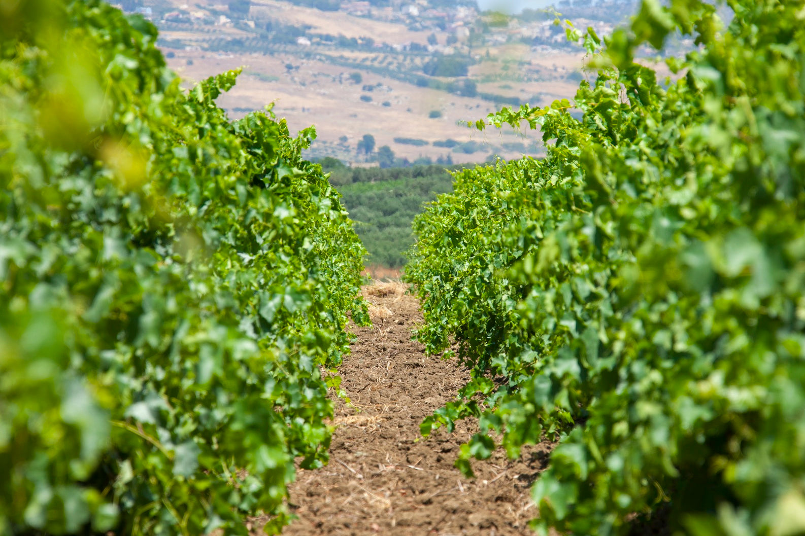 Baglio Ingardia - FULL WINE TASTING 6 VINI Sicilia Baglio Ingardia