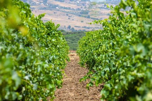 Baglio Ingardia - FULL WINE TASTING 6 VINI Sicilia Baglio Ingardia