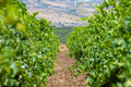 Baglio Ingardia - FULL WINE TASTING 6 VINI Sicilia Baglio Ingardia