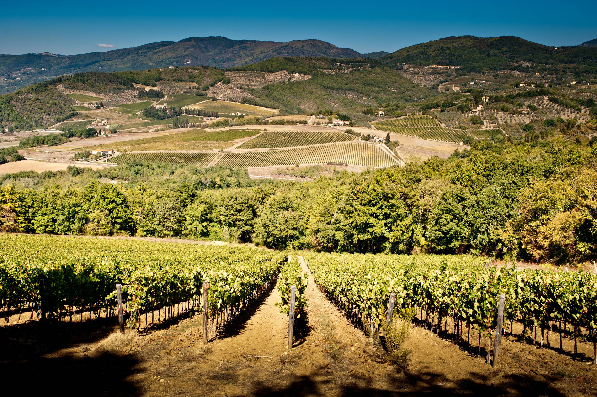 Tenuta Bossi - Le Cinque Sfu mature di Rossi Toscana Tenuta Bossi