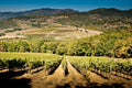 Tenuta Bossi - Le Cinque Sfu mature di Rossi Toscana Tenuta Bossi