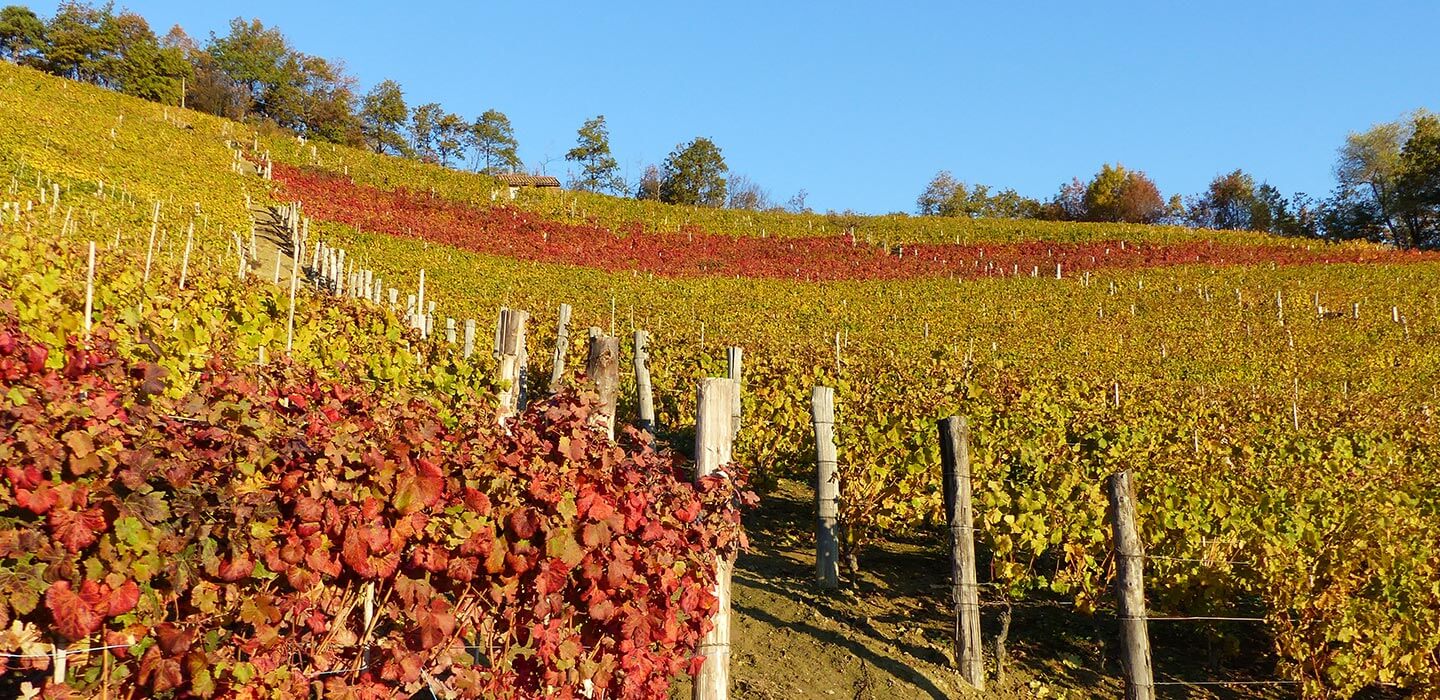 Cantina Pelassa - Degustazione Piemonte Terenzi Wines