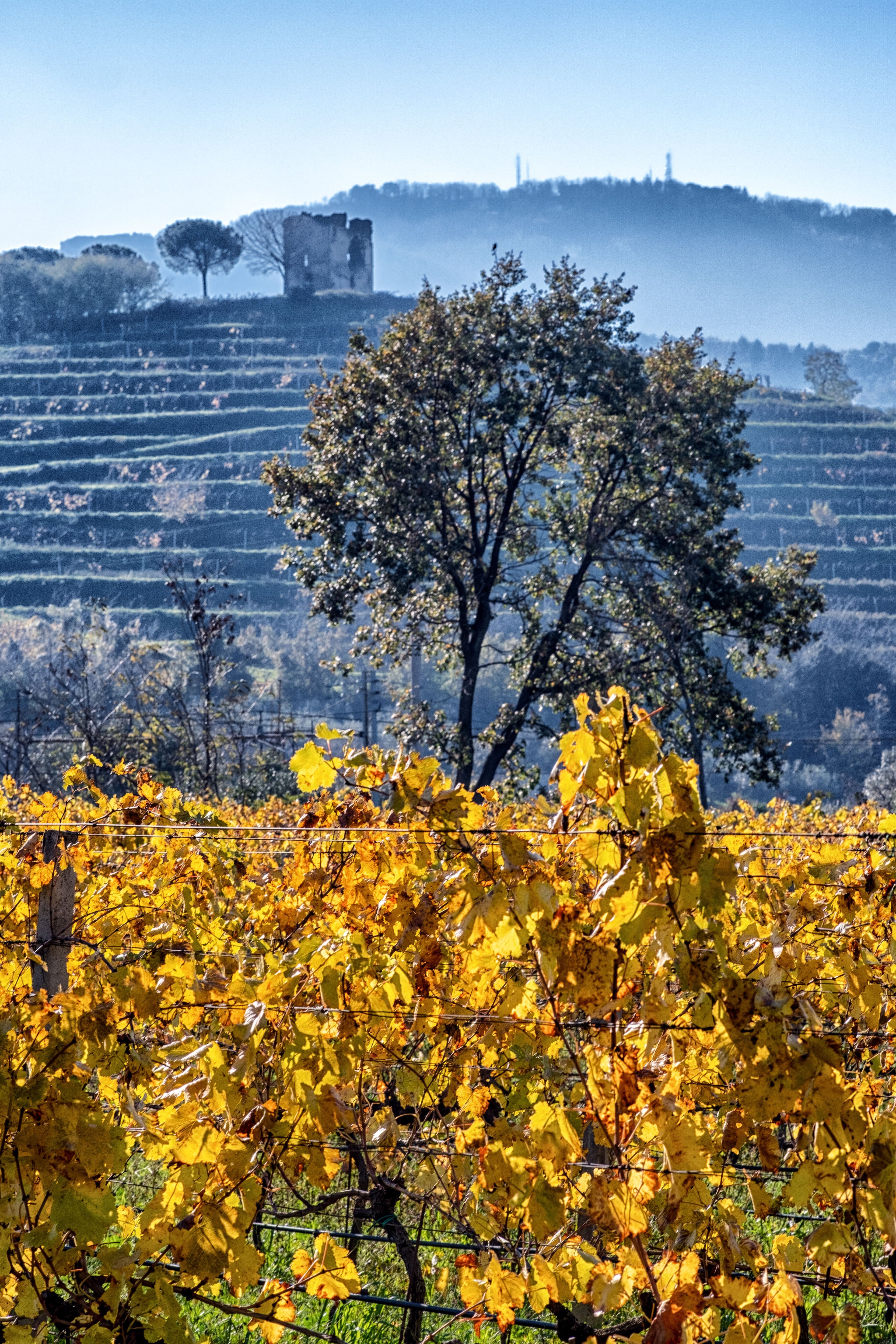 Eredi dei Papi - Degustazione 3 Vini Lazio Eredi dei Papi