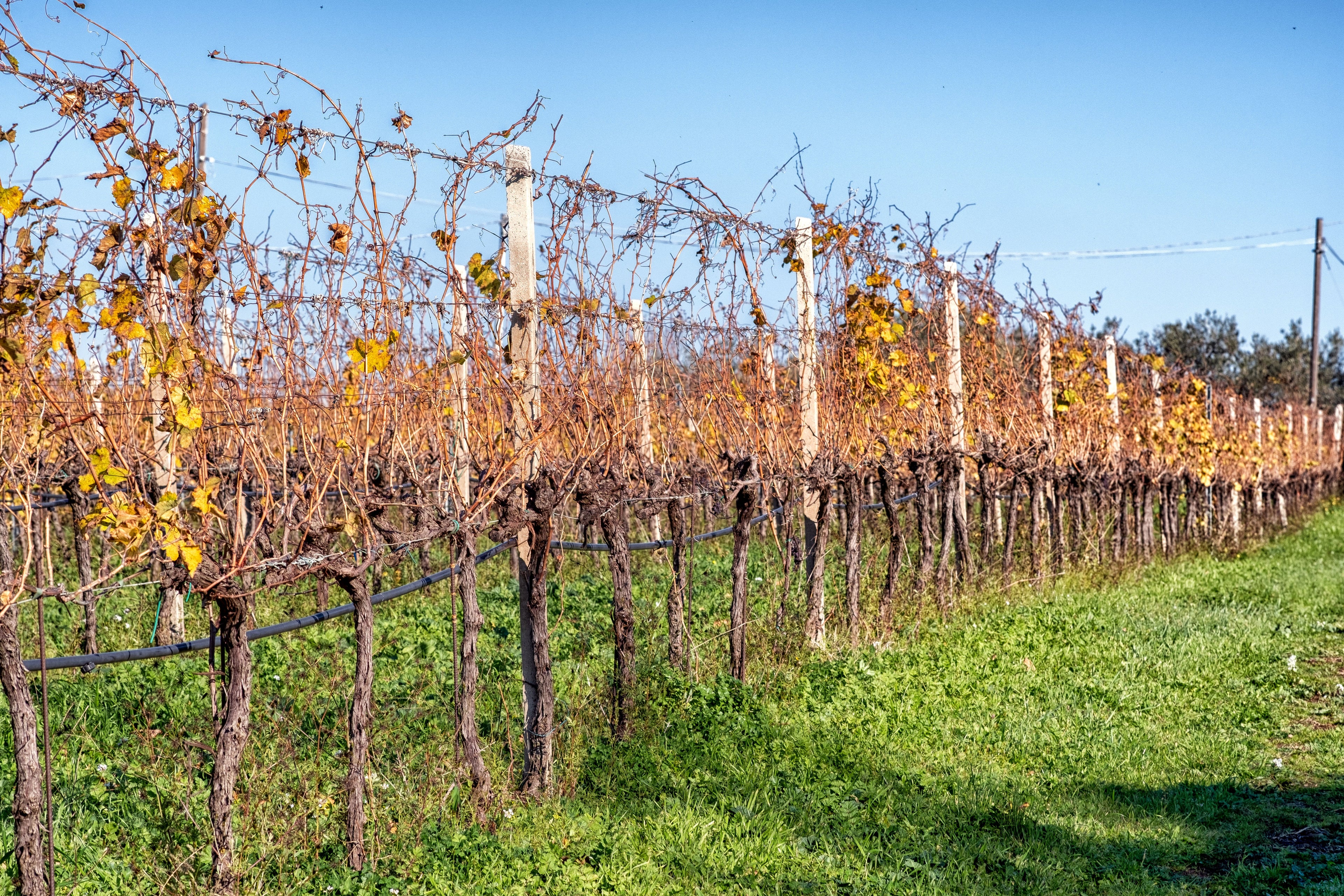 Eredi dei Papi - Degustazione 3 Vini Lazio Eredi dei Papi