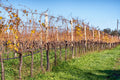 Eredi dei Papi - Degustazione 3 Vini Lazio Eredi dei Papi