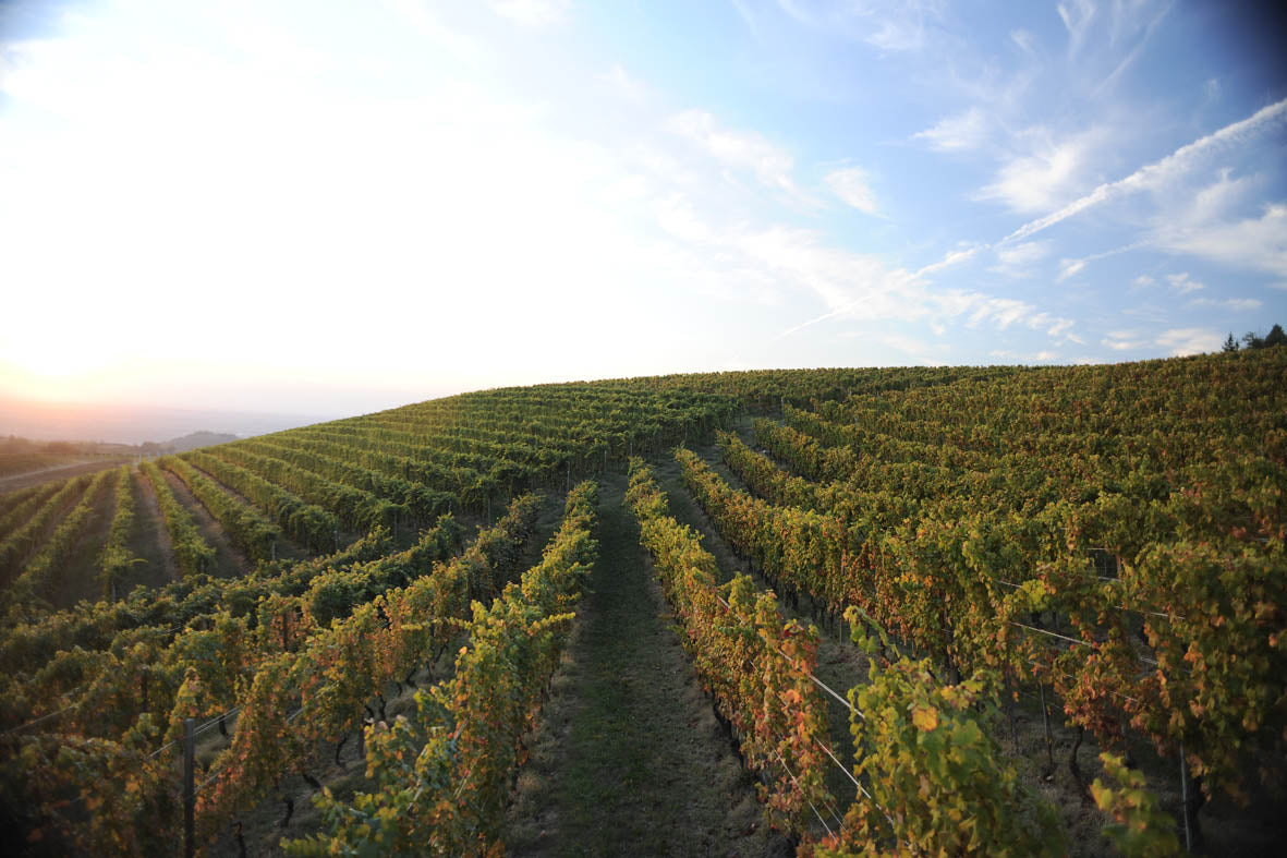 Dosio Vigneti - Picnic in vigna Piemonte Dosio Vigneti