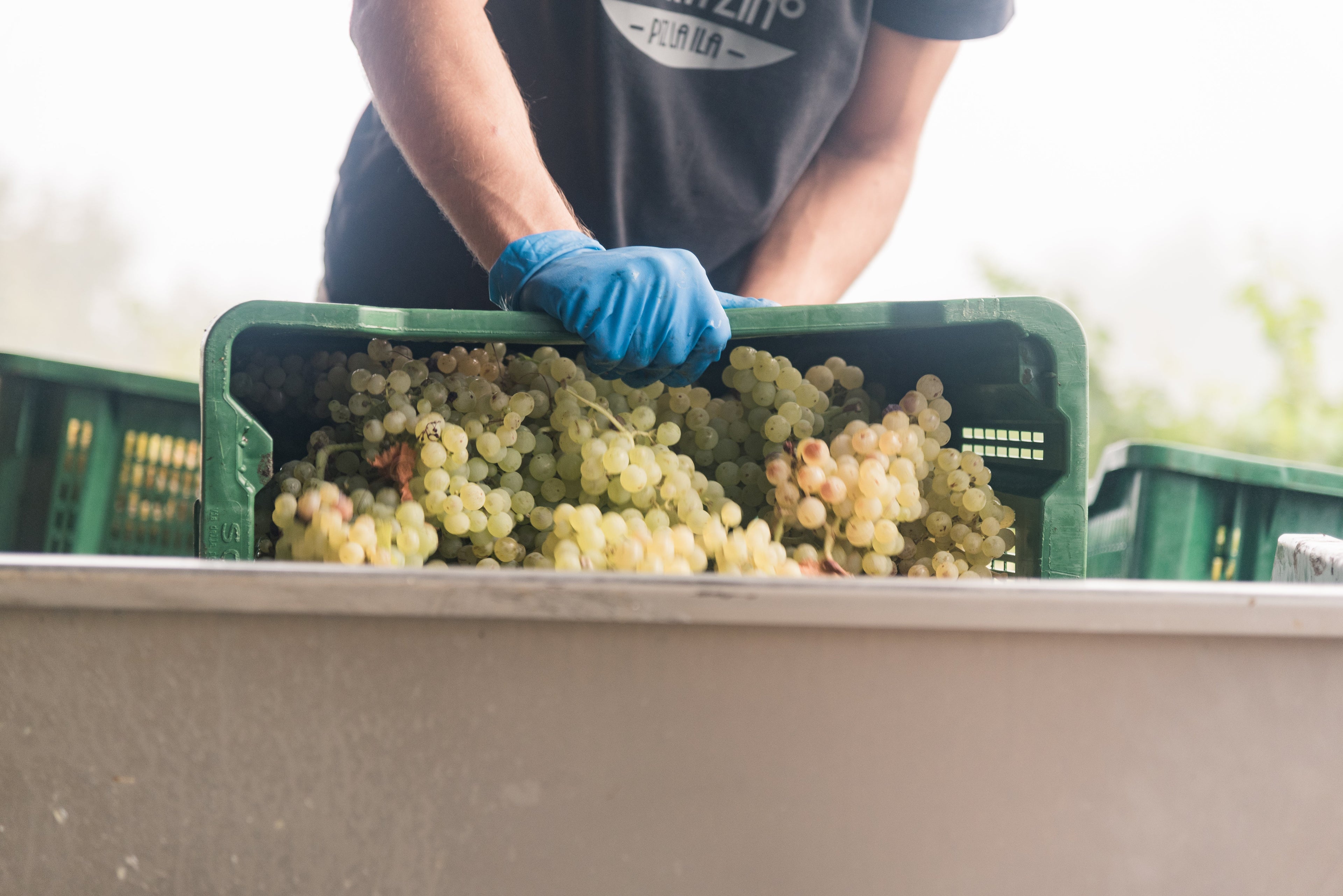 Eredi dei Papi - Degustazione 3 Vini Lazio Eredi dei Papi