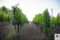 Vini Tosi - Pinot Nero Experience Lombardia Vini Tosi