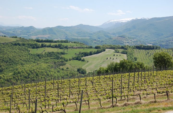 Terre di Serrapetrona - Vernaccia Nera di Serrapetrona Experience Marche Terre di Serrapetrona
