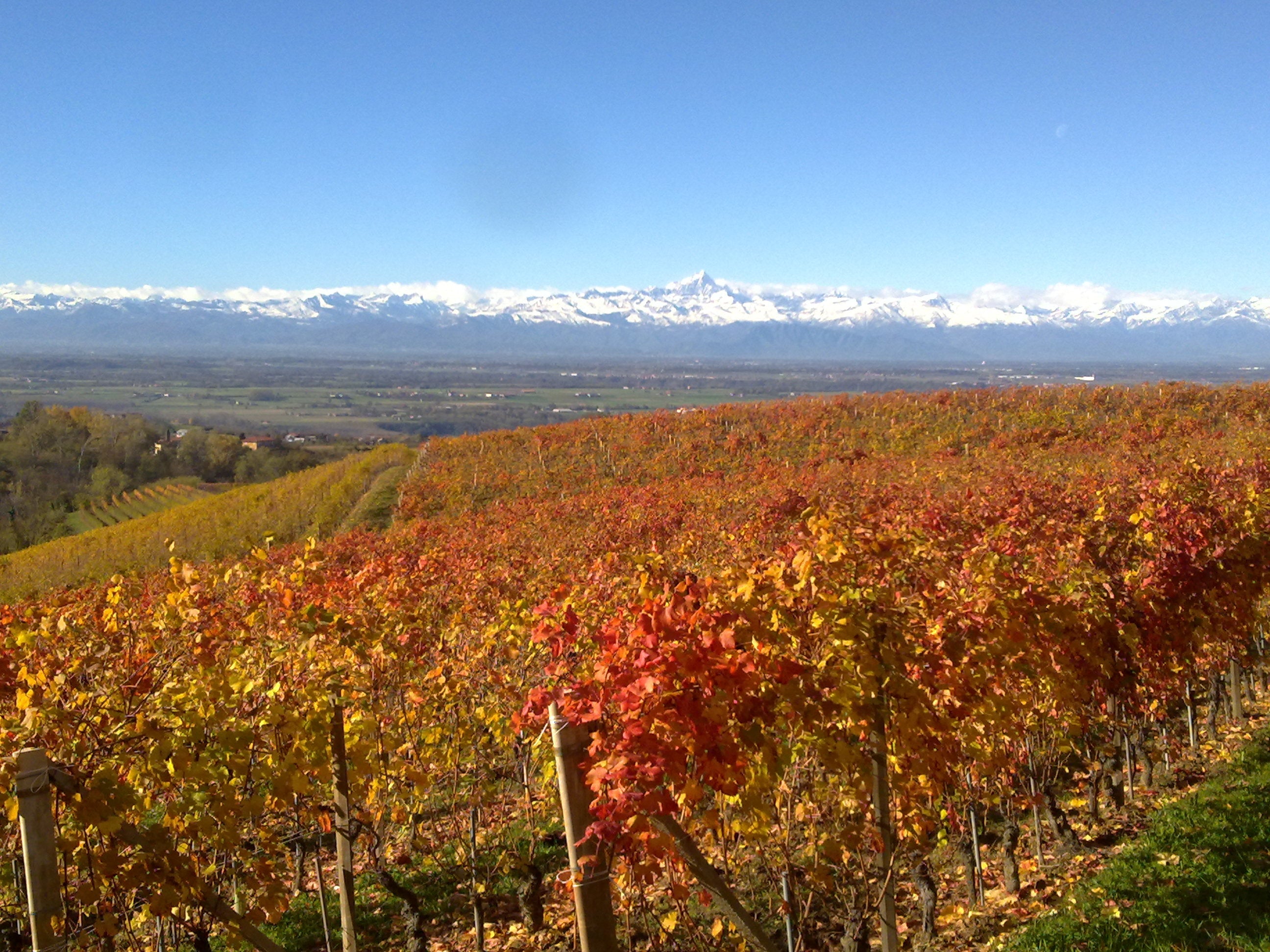 Dosio Vigneti - Picnic in vigna Piemonte Dosio Vigneti
