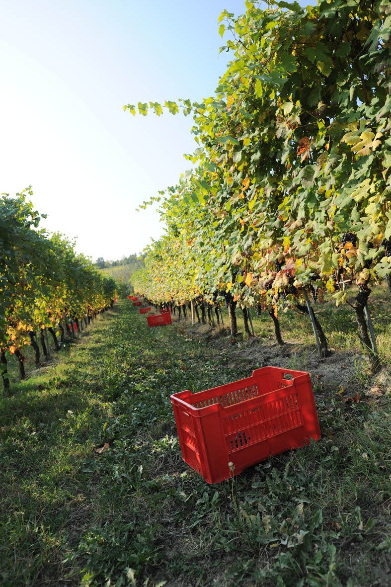Dosio Vigneti - Picnic in vigna Piemonte Dosio Vigneti