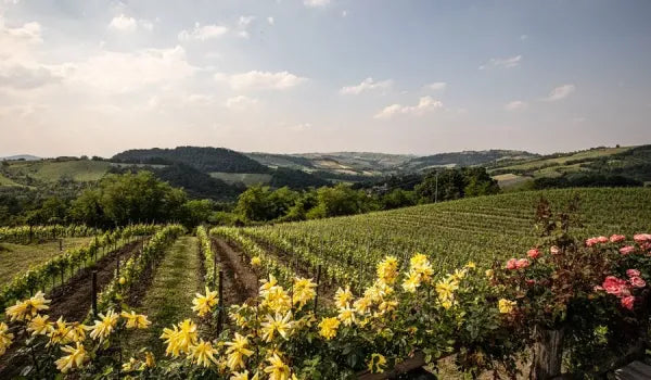Arcadia Conte Vistarino - I vini dell'Oltrepò Lombardia Conte Vistarino