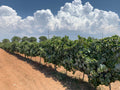 Gurrieri - Degustazione 4 vini "Don Vicè" Sicilia Gurrieri