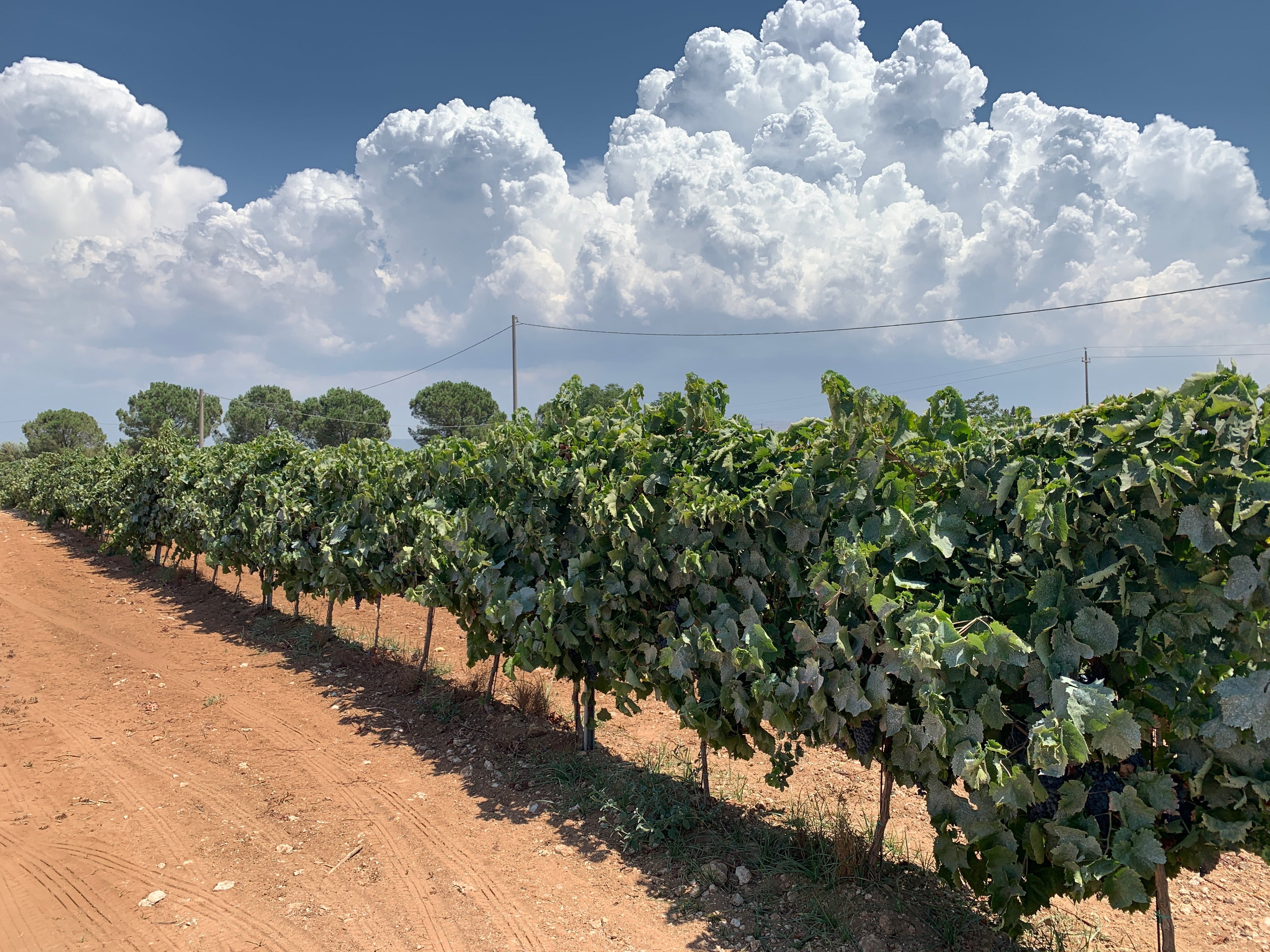 Gurrieri - Degustazione 4 vini "Don Vicè" Sicilia Gurrieri