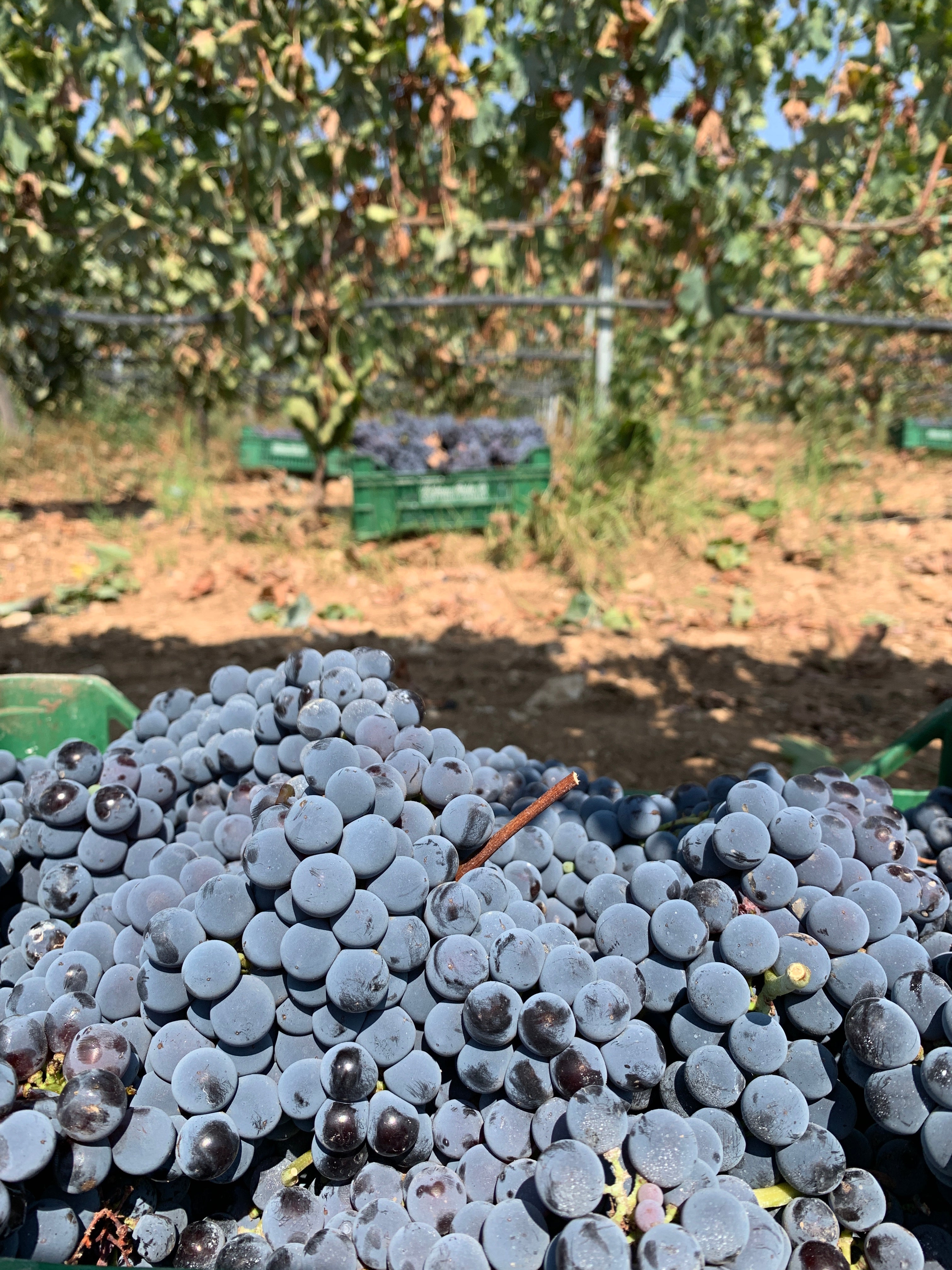 Gurrieri - Degustazione 4 vini "Don Vicè" Sicilia Gurrieri