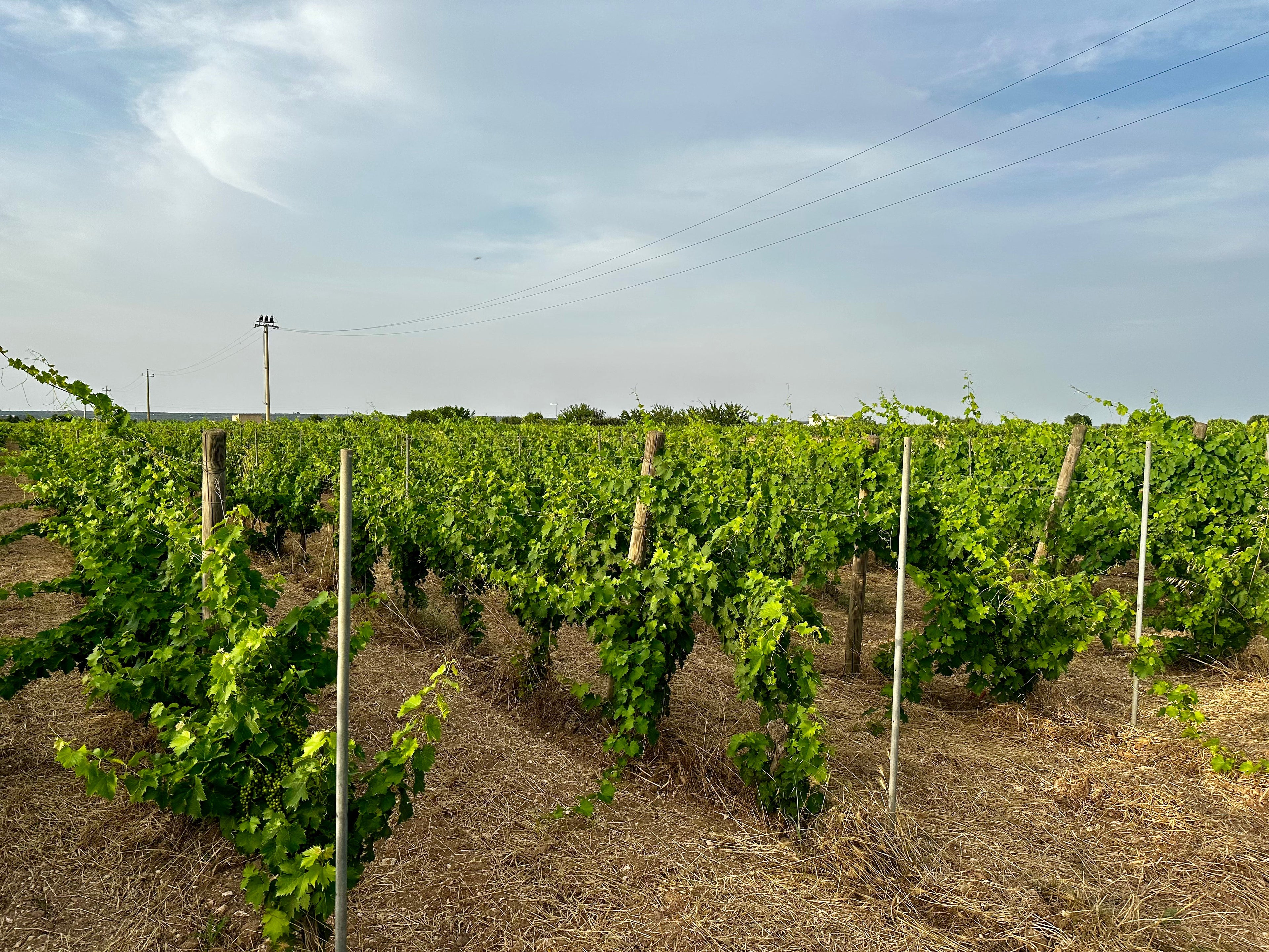 De Quarto - Ars vinifera Puglia De Quarto