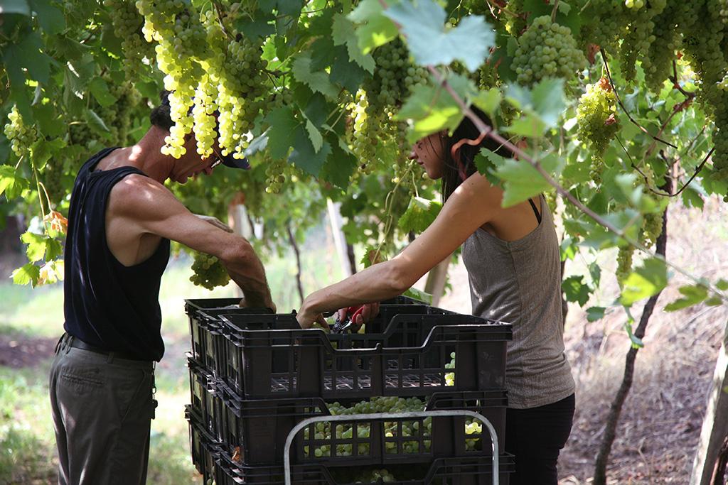 Azienda Agricola Casarotto - Degustazione Super Veneto Azienda Agricola Casarotto