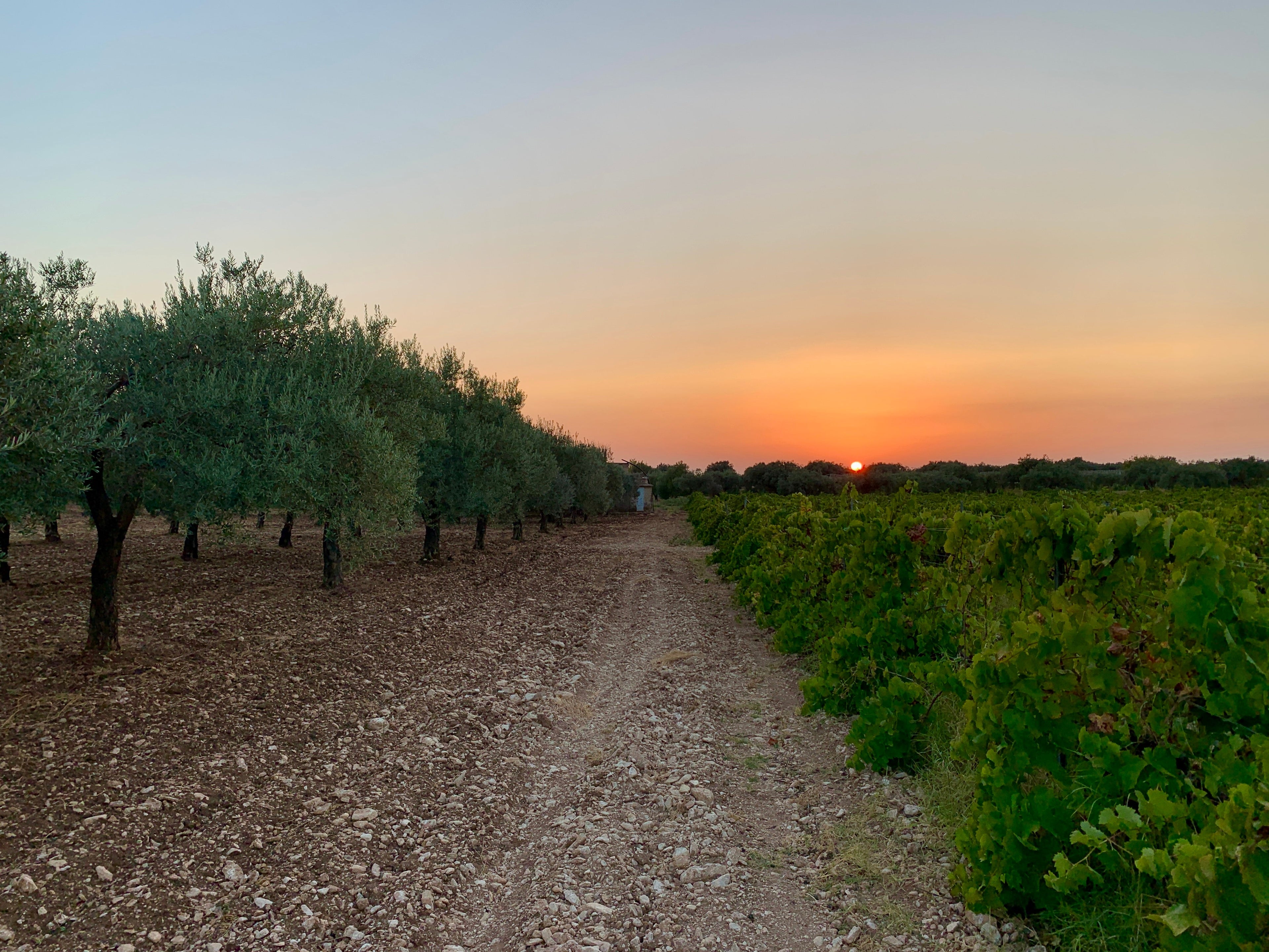 Gurrieri - Degustazione 4 vini "Don Vicè" Sicilia Gurrieri