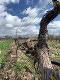 Gurrieri - Degustazione 4 vini "Don Vicè" Sicilia Gurrieri