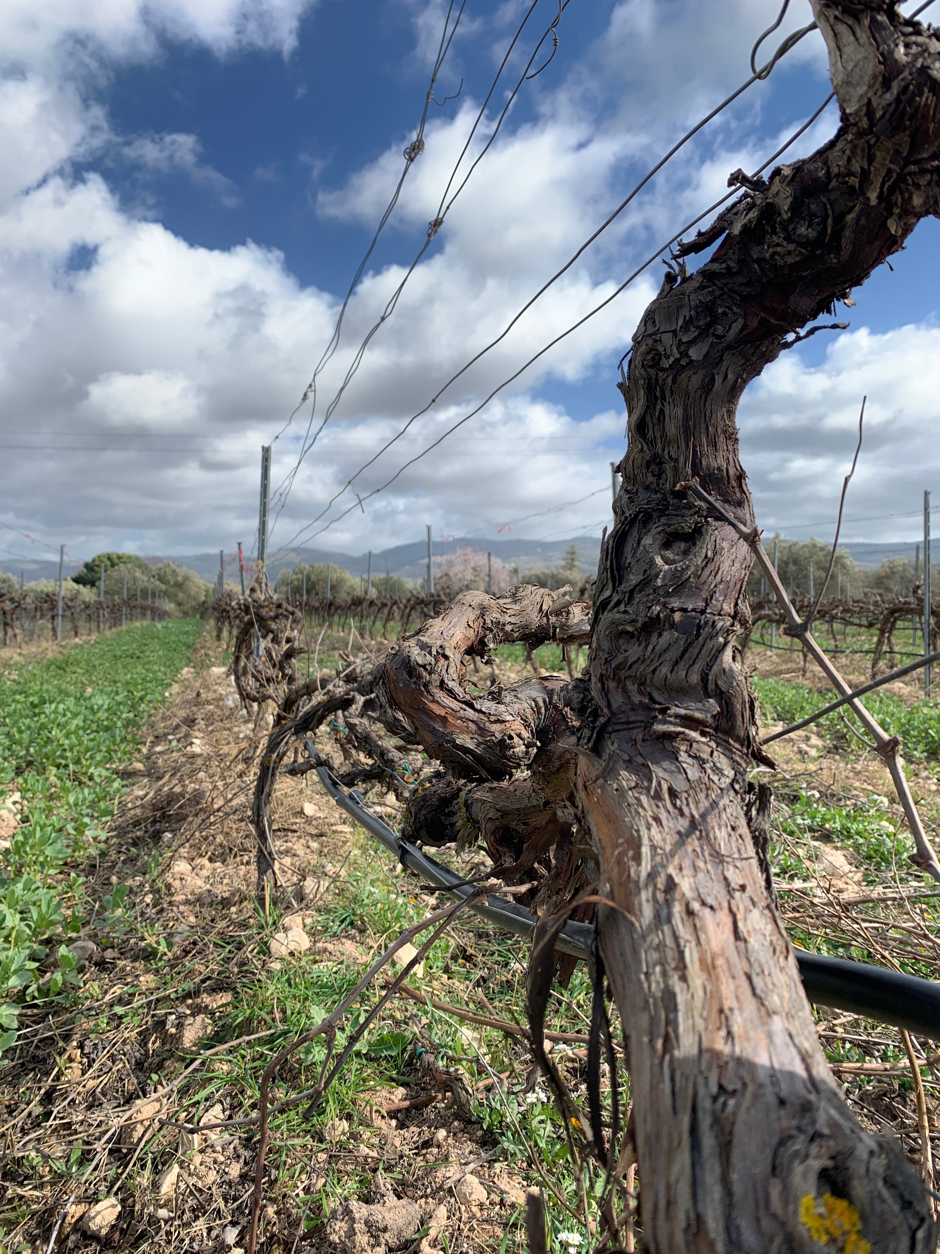 Gurrieri - Degustazione 4 vini "Don Vicè" Sicilia Gurrieri