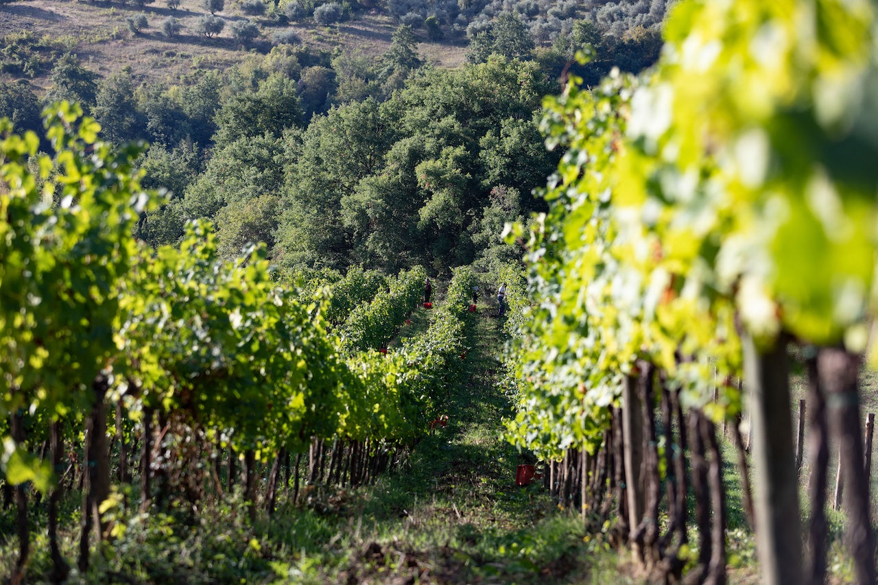 Torre Bisenzio - Blend your bottle Umbria Torre Bisenzio