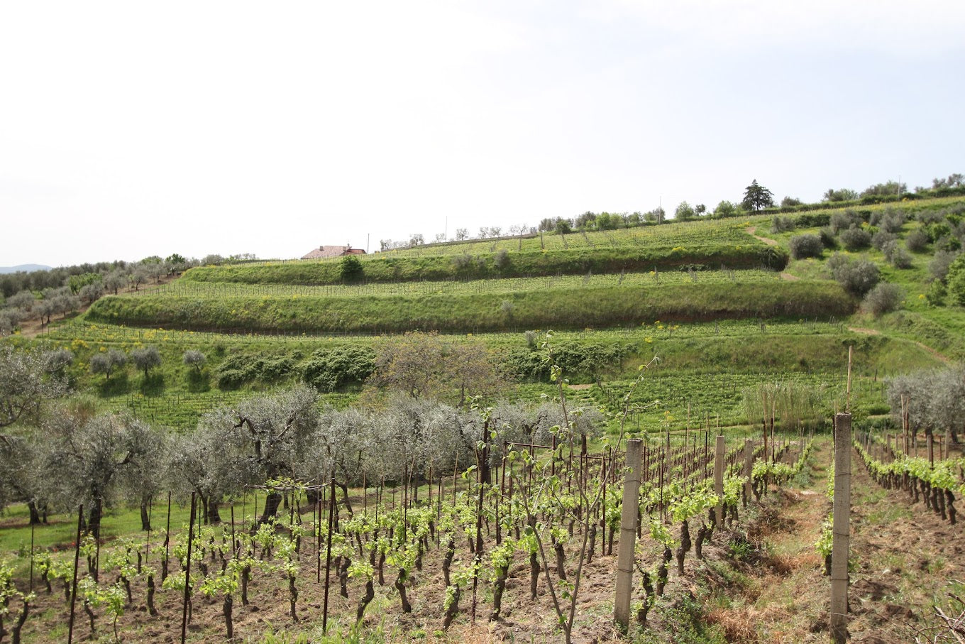 Elena Fucci - Discover Titolo World & Old Vintage Basilicata Elena Fucci