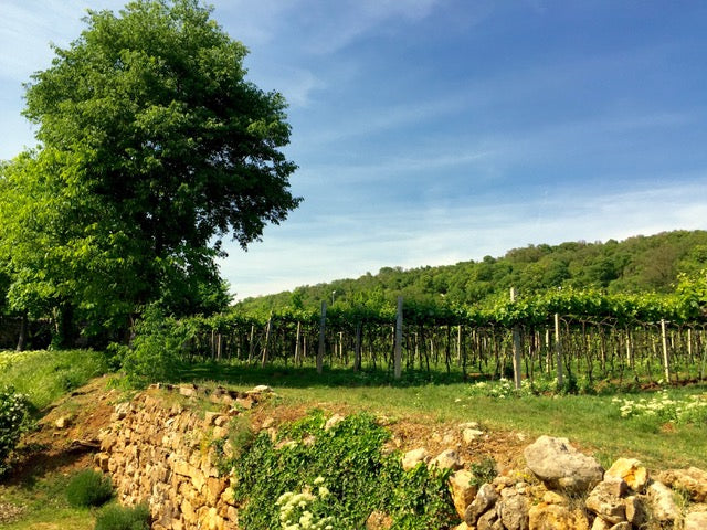 La Pria - Calici in Barchessa Veneto La Pria