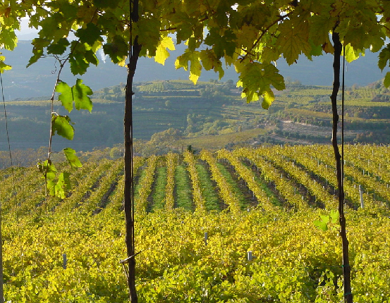 Azienda Agricola Casarotto - Degustazione Base Veneto Azienda Agricola Casarotto