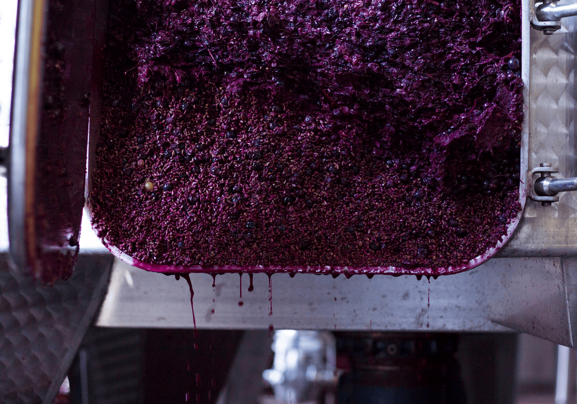 Assirelli vini - Degustazione Tradizionale nelle Colline Bolognesi Emilia Romagna Assirelli vini